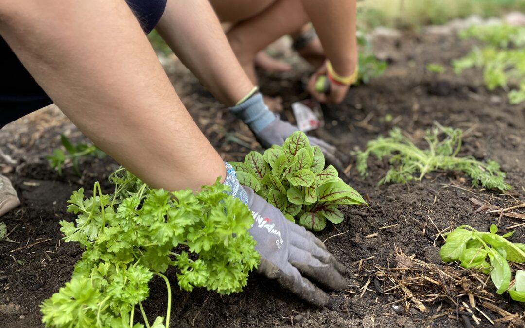 Haven og dens indflydelse på beboernes hverdag og livskvalitet